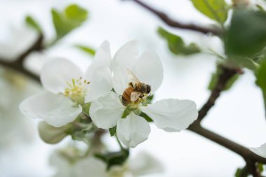 Bal arısı bahar bahçesinde elma çiçeği tozlaşma