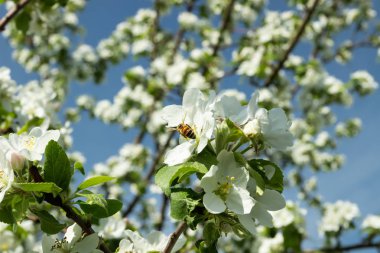 Bal arısı bahar bahçesinde elma çiçeği tozlaşma