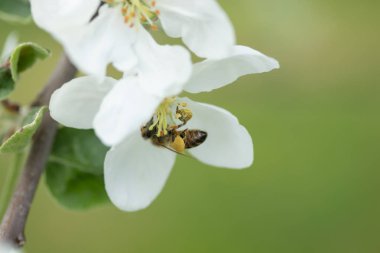 Bal arısı bahar bahçesinde elma çiçeği tozlaşma