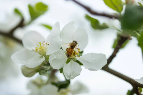 Honey Bee pollinerande äppelblom i vår trädgård — Stockfoto