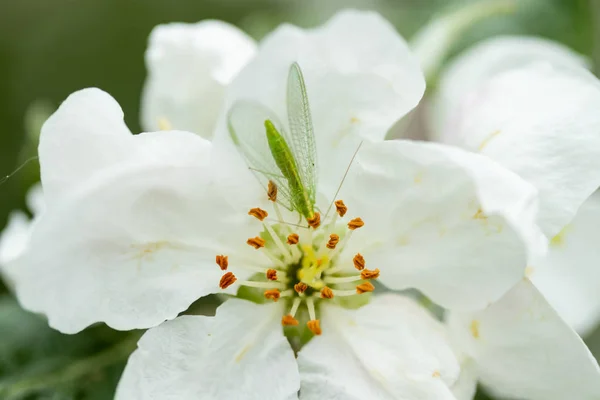 Common green lacewing on apple tree flower, beneficial predator of aphids — Stock Photo, Image