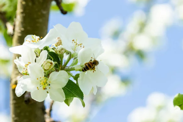 Honigbiene bestäubt Apfelblüte im Frühlingsgarten — Stockfoto