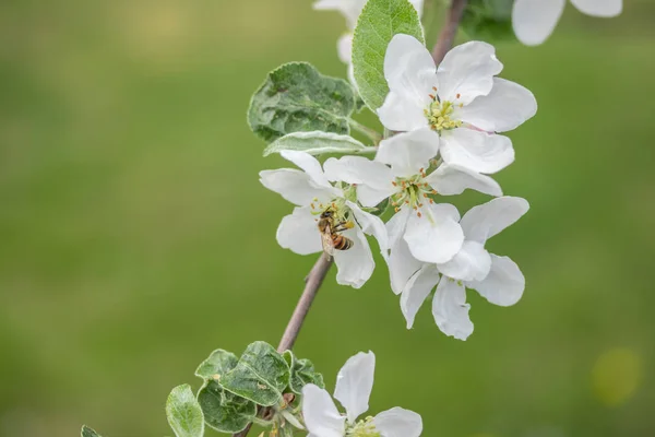 Honey Bee pollinerande äppelblom i vår trädgård — Stockfoto