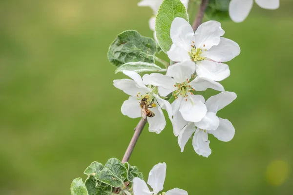 Mel abelha polinização flor de maçã no jardim da primavera — Fotografia de Stock