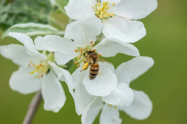 Mel abelha polinização flor de maçã no jardim da primavera — Fotografia de Stock