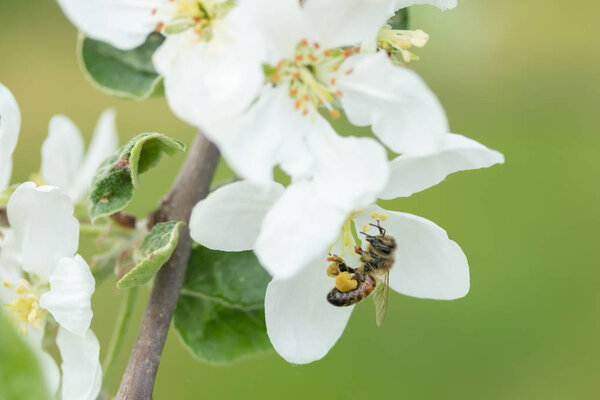 Honey bee pollinating apple blossom in spring garden
