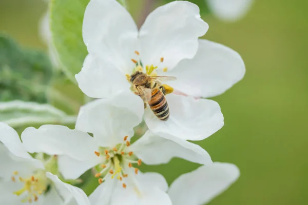 Mel abelha polinização flor de maçã no jardim da primavera — Fotografia de Stock