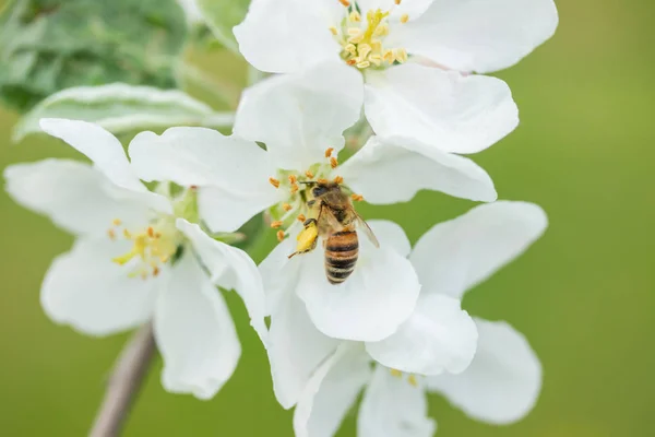 Mel abelha polinização flor de maçã no jardim da primavera — Fotografia de Stock