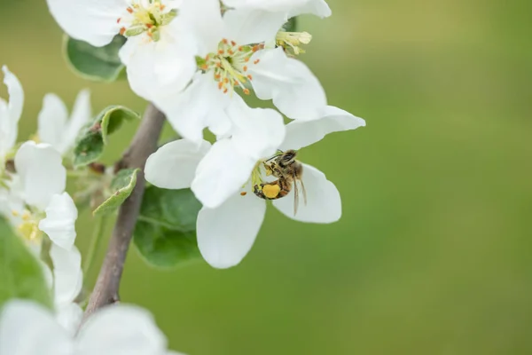 Honigbiene bestäubt Apfelblüte im Frühlingsgarten — Stockfoto