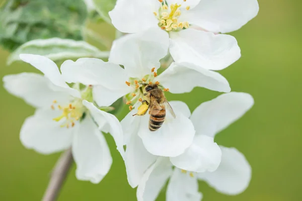 Honigbiene bestäubt Apfelblüte im Frühlingsgarten — Stockfoto