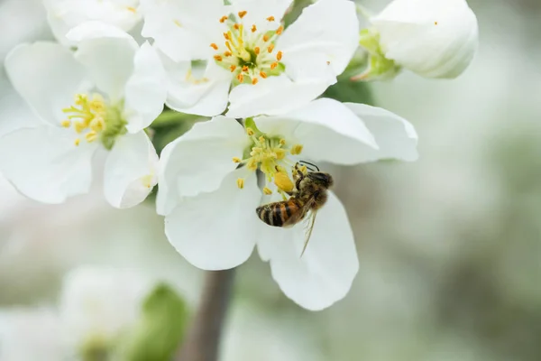 Honey Bee pollinerande äppelblom i vår trädgård — Stockfoto