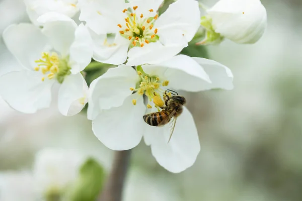 Mel abelha polinização flor de maçã no jardim da primavera — Fotografia de Stock