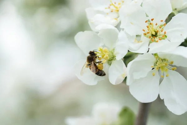 Honigbiene bestäubt Apfelblüte im Frühlingsgarten — Stockfoto