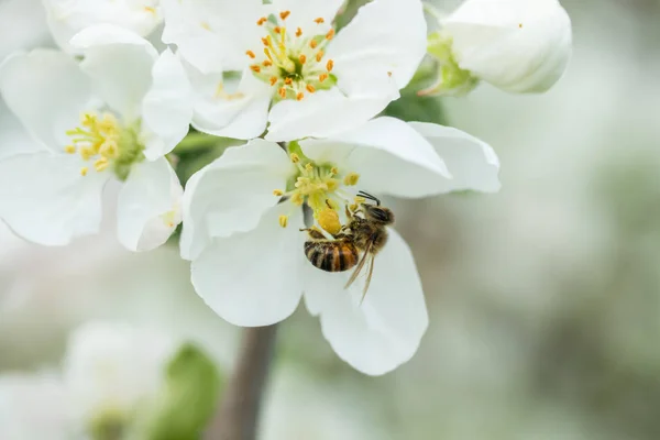 Mel abelha polinização flor de maçã no jardim da primavera — Fotografia de Stock