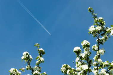 Açık mavi gökyüzünde jet uçağı ve elma çiçeği bulanık dalları Trail.