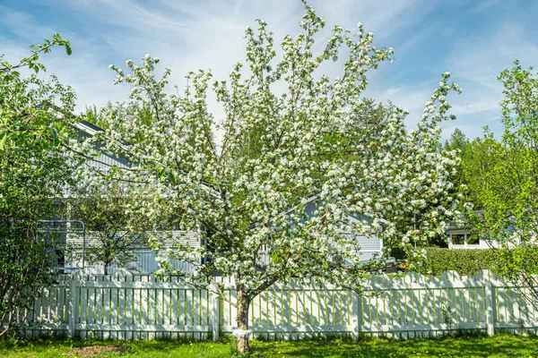 봄에 정원에서 피는 사과 나무 — 스톡 사진