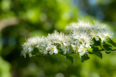 Çiçekli spirea çalısı. Bahar geldi. Spirea çiçeği.