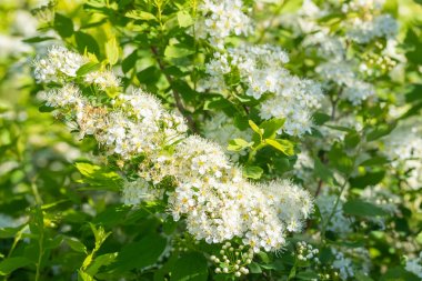 Çiçekli spirea çalısı. Bahar geldi. Spirea çiçeği.