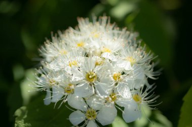 Çiçekli spirea çalısı. Bahar geldi. Spirea çiçeği.