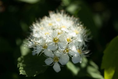 Çiçekli spirea çalısı. Bahar geldi. Spirea çiçeği.