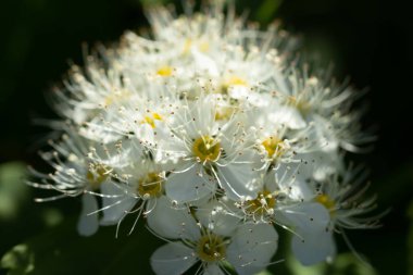 Çiçekli spirea çalısı. Bahar geldi. Spirea çiçeği.