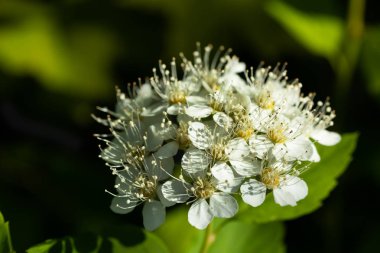 Çiçekli spirea çalısı. Bahar geldi. Spirea çiçeği.