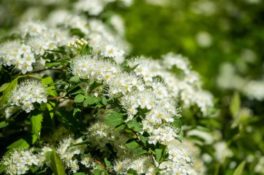 Çiçekli spirea çalısı. Bahar geldi. Spirea çiçeği.
