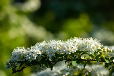 Çiçekli spirea çalısı. Bahar geldi. Spirea çiçeği.