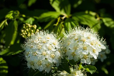 Çiçekli spirea çalısı. Bahar geldi. Spirea çiçeği.