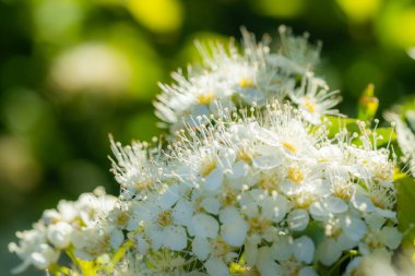 Çiçekli spirea çalısı. Bahar geldi. Spirea çiçeği.