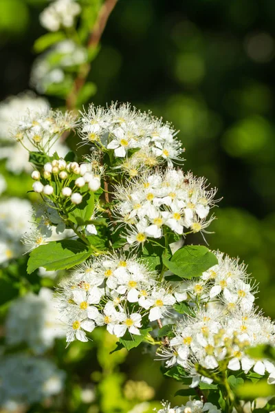 Blühender Dornbusch. Frühlingszeit. Spirea-Blüte — Stockfoto