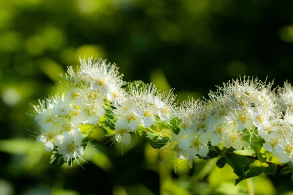 盛开的荆棘。春天的时候蜘蛛花 — 图库照片