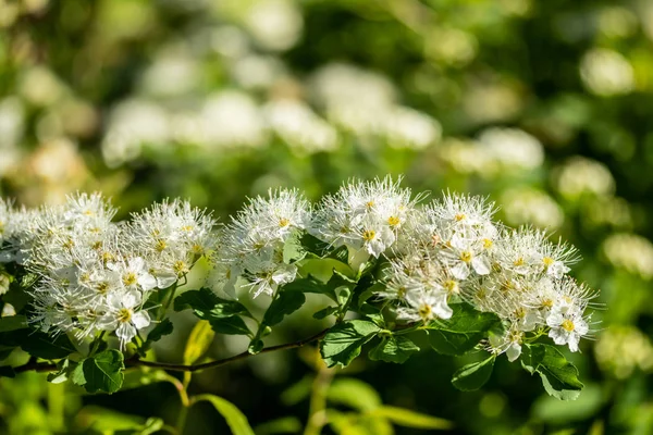 盛开的荆棘。春天的时候蜘蛛花 — 图库照片