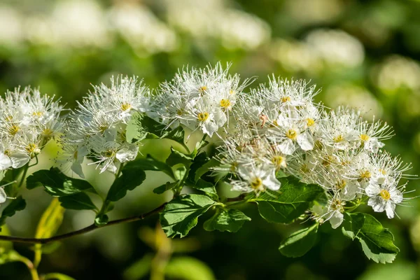 盛开的荆棘。春天的时候蜘蛛花 — 图库照片