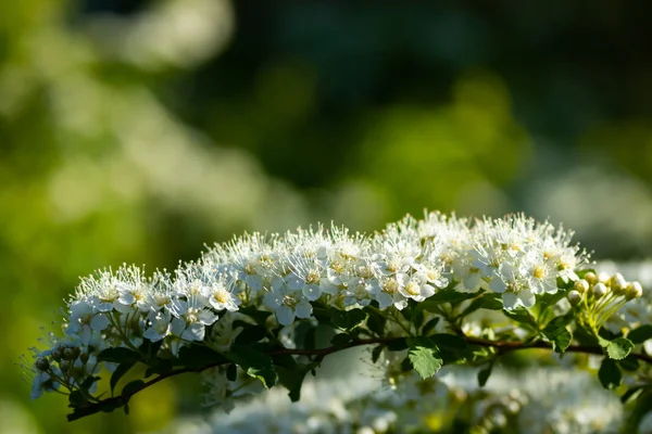 피레아의 덤불이 피어 오르고 있어. 봄 시간. 스피 레아의 꽃 — 스톡 사진