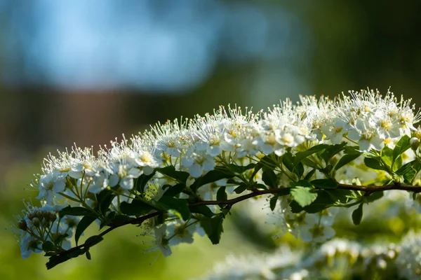 Blühender Dornbusch. Frühlingszeit. Spirea-Blüte — Stockfoto