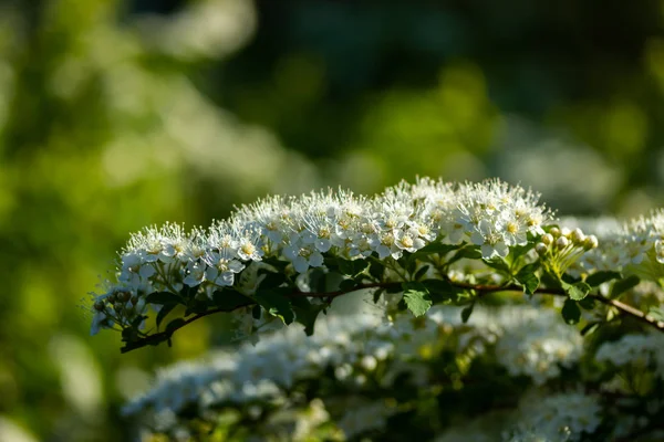 Çiçekli spirea çalısı. Bahar geldi. Spirea çiçeği.