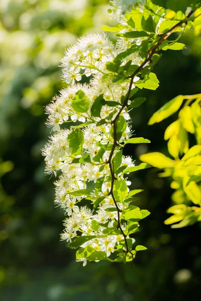 Cespuglio fiorito di spirea. E 'primavera. Fiore di Spirea — Foto Stock