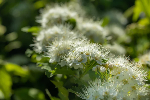 Blooming bush of spirea. Spring time. Spirea blossom — Stock Photo, Image