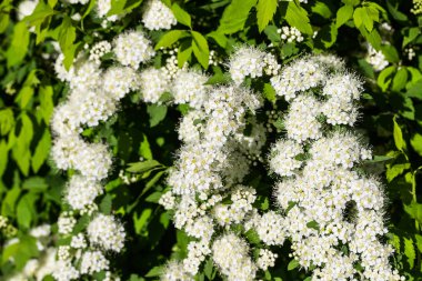 Çiçekli spirea çalısı. Bahar geldi. Spirea çiçeği.