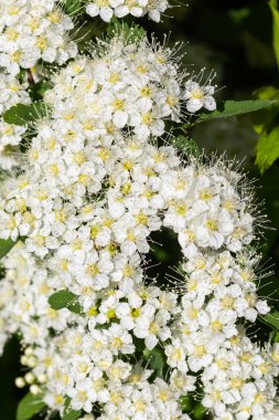 Çiçekli spirea çalısı. Bahar geldi. Spirea çiçeği.
