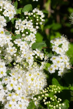 Çiçekli spirea çalısı. Bahar geldi. Spirea çiçeği.