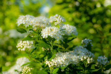 Çiçekli spirea çalısı. Bahar geldi. Spirea çiçeği.