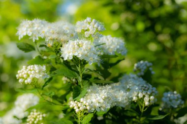 Çiçekli spirea çalısı. Bahar geldi. Spirea çiçeği.