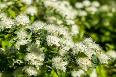 Çiçekli spirea çalısı. Bahar geldi. Spirea çiçeği.