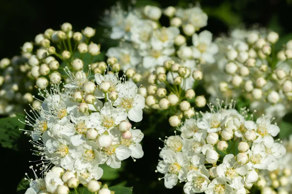 Spirea virágzó bokra. Tavasz van. Spirea virág — Stock Fotó