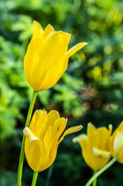 Bahçede renkli sarı laleler yakın