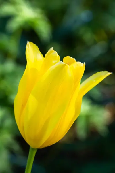 Tulipán amarillo colorido en el jardín de cerca — Foto de Stock