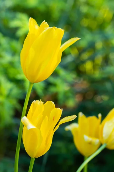 Цветные желтые тюльпаны в саду — стоковое фото