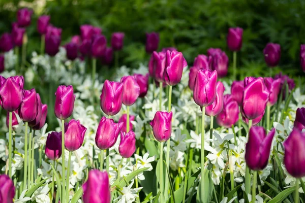 Tulipas roxas coloridas e narciso branco no jardim de perto — Fotografia de Stock